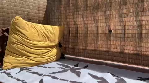 Sweetdog online show from 09-11-25, 05:46