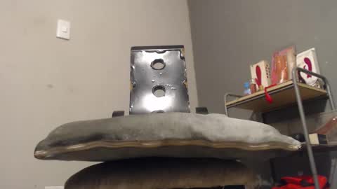 SHENIEL RODRIGUEZ online show from 12-02-25, 11:00