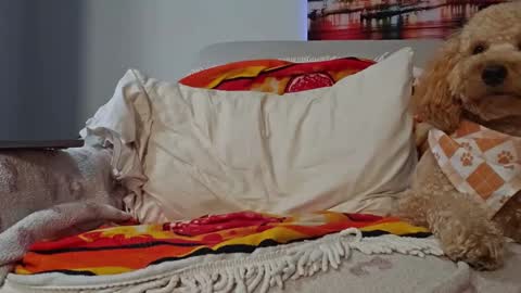 TonyDoesMiami online show from 01-28-25, 02:43