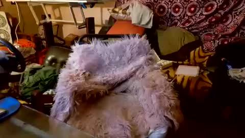 Snapshot of your_dog chatting on 10-20-25, 05:08 Taylor Tash online show from 10-20-25, 05:08