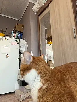 AmmyHot online show from 01-13-26, 04:07