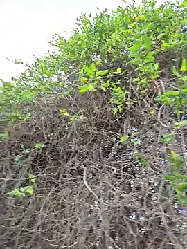 SexyErola27 online show from 12-21-25, 03:30