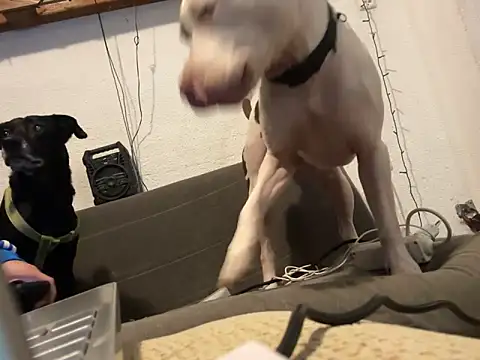 Snapshot of EnricoGio chatting on 12-17-24, 11:49 EnricoGio online show from 12-17-24, 11:49