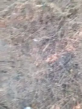 Ajith mvi online show from 04-06-26, 12:06