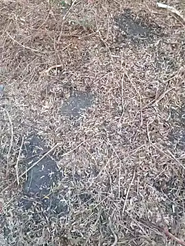 Ajith mvi online show from 04-18-26, 01:20