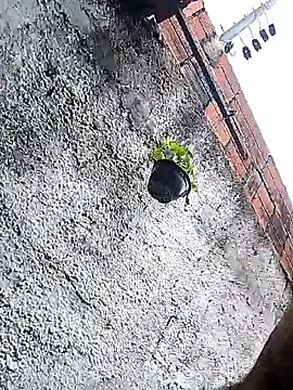 Tiago0031 online show from 03-03-26, 07:42