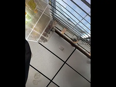 Snapshot of steelwood303 chatting on 12-21-25, 07:54 steelwood303 online show from 12-21-25, 07:54