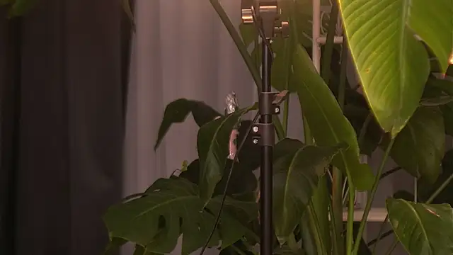 EmilyRaymont online show from 10-06-25, 04:10