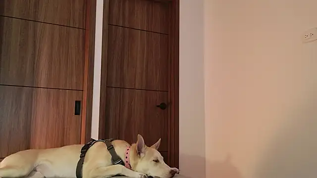 Hot Couple666 online show from 09-09-25, 01:49