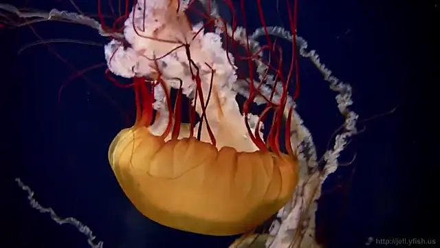 streamy test11 online show from 02-25-25, 08:14