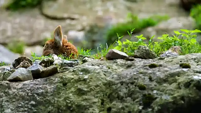 streamy test11 online show from 03-05-25, 09:05