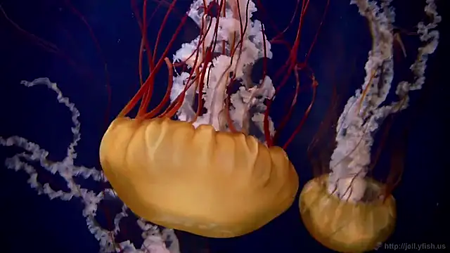 streamy test11 online show from 03-20-25, 08:31