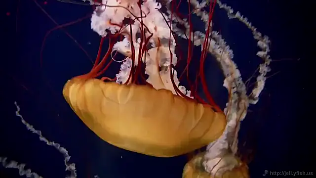 streamy test11 online show from 09-11-25, 12:38