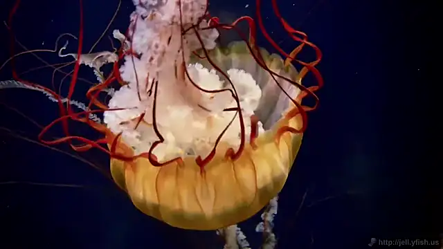 streamy test11 online show from 09-22-25, 06:54