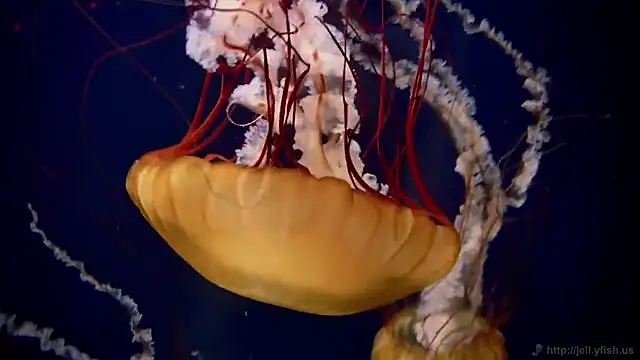 streamy test11 online show from 10-08-25, 09:51