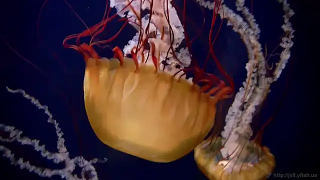 streamy test11 online show from 10-20-25, 10:59