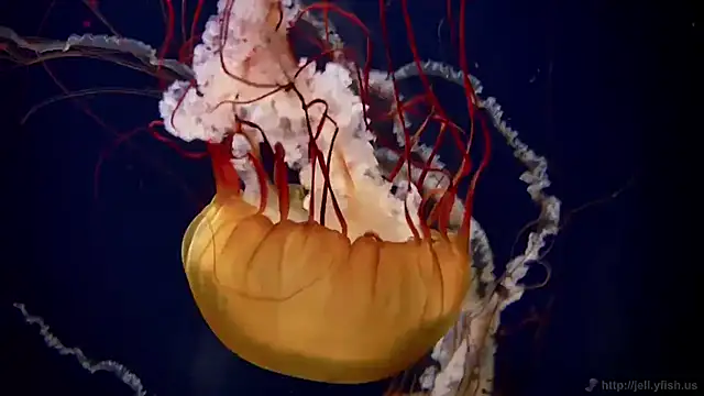 streamy test11 online show from 11-12-25, 01:44