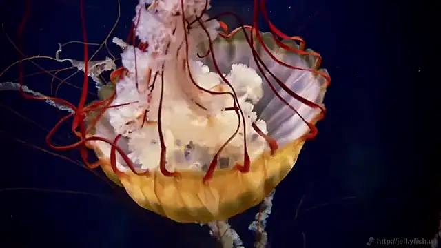 streamy test11 online show from 12-16-25, 10:53