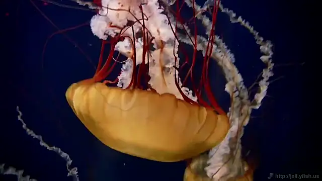 streamy test11 online show from 02-03-26, 02:22