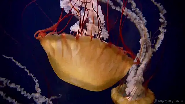 streamy test11 online show from 04-27-26, 10:13