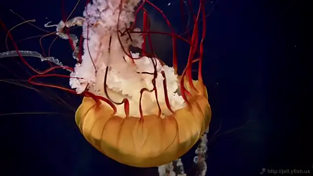 streamy test11 online show from 04-28-26, 10:20