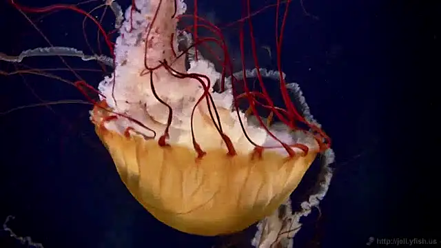 Snapshot of streamy_test12 chatting on 12-04-24, 08:12 streamy test12 online show from 12-04-24, 08:12