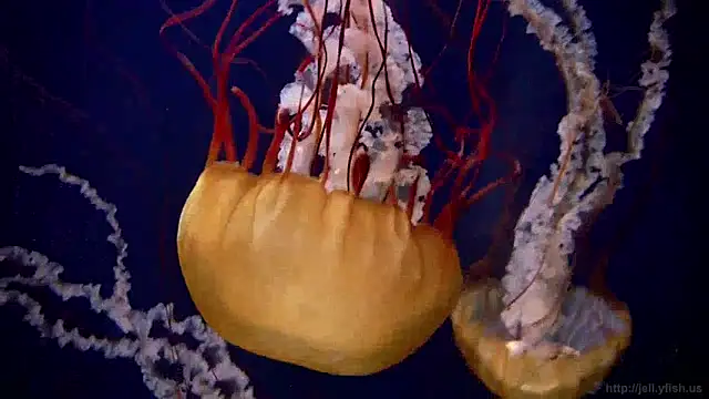 Snapshot of streamy_test12 chatting on 12-05-24, 08:11 streamy test12 online show from 12-05-24, 08:11