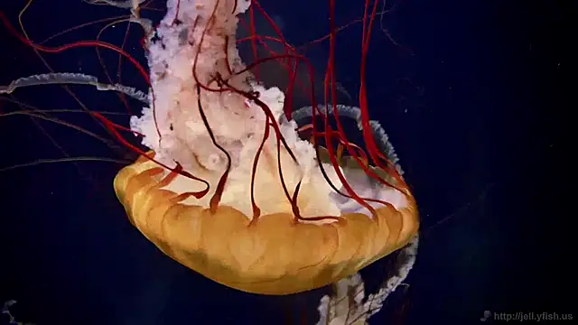 Snapshot of streamy_test12 chatting on 01-14-25, 08:20 streamy test12 online show from 01-14-25, 08:20