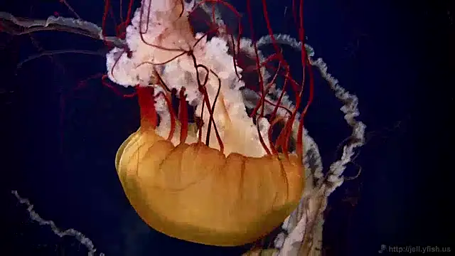 Snapshot of streamy_test12 chatting on 01-28-25, 08:14 streamy test12 online show from 01-28-25, 08:14