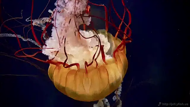 Snapshot of streamy_test15 chatting on 12-03-24, 10:06 streamy test15 online show from 12-03-24, 10:06