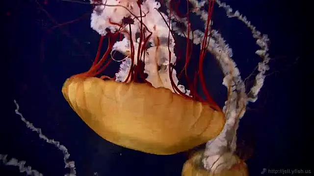 Snapshot of streamy_test15 chatting on 12-05-24, 08:22 streamy test15 online show from 12-05-24, 08:22