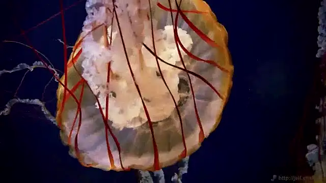 Snapshot of streamy_test15 chatting on 12-10-24, 08:19 streamy test15 online show from 12-10-24, 08:19