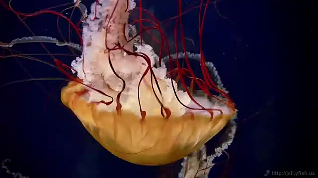 Snapshot of streamy_test15 chatting on 12-13-24, 08:09 streamy test15 online show from 12-13-24, 08:09