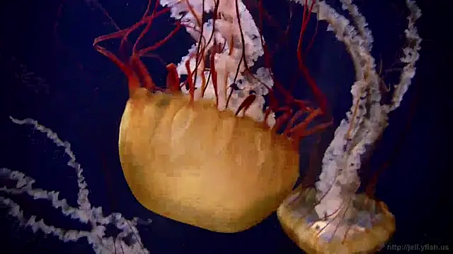 Snapshot of streamy_test15 chatting on 12-19-24, 11:07 streamy test15 online show from 12-19-24, 11:07