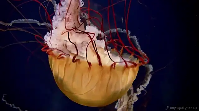 Snapshot of streamy_test15 chatting on 02-17-25, 08:09 streamy test15 online show from 02-17-25, 08:09