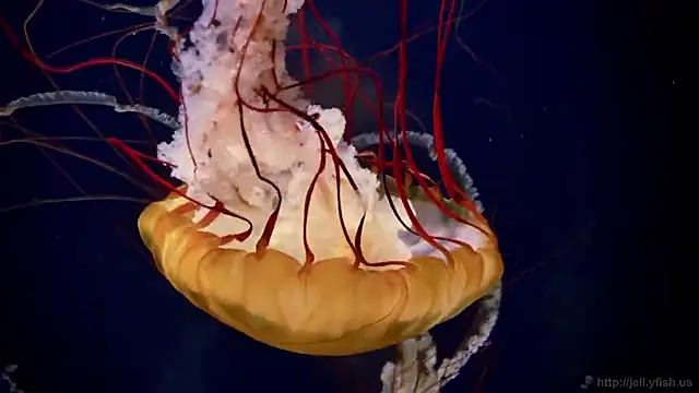 Snapshot of streamy_test15 chatting on 09-22-25, 11:34 streamy test15 online show from 09-22-25, 11:34