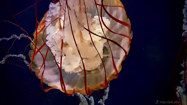 Snapshot of streamy_test15 chatting on 09-24-25, 07:55 streamy test15 online show from 09-24-25, 07:55