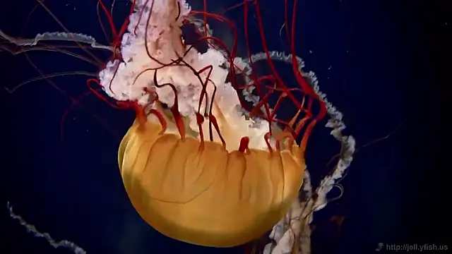 Snapshot of streamy_test15 chatting on 11-19-25, 09:53 streamy test15 online show from 11-19-25, 09:53