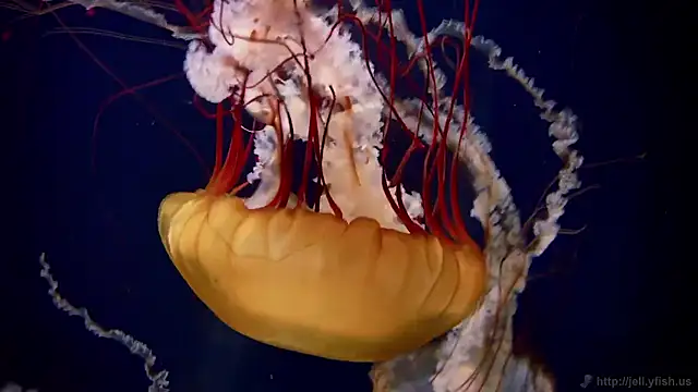 Snapshot of streamy_test15 chatting on 11-24-25, 12:27 streamy test15 online show from 11-24-25, 12:27