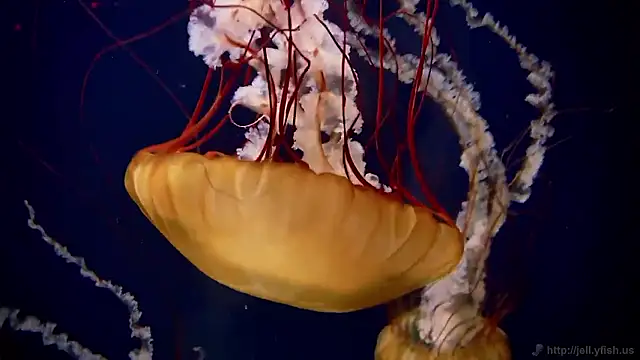 Snapshot of streamy_test15 chatting on 11-26-25, 05:14 streamy test15 online show from 11-26-25, 05:14