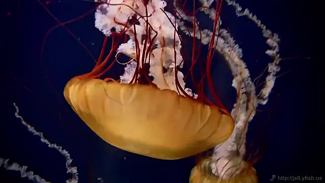 Snapshot of streamy_test15 chatting on 12-15-25, 09:35 streamy test15 online show from 12-15-25, 09:35