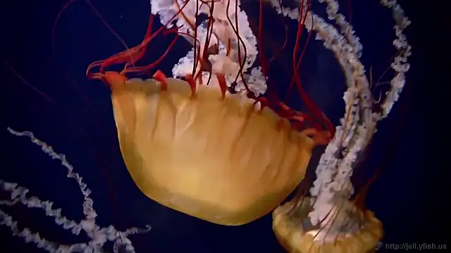 Snapshot of streamy_test15 chatting on 12-16-25, 10:20 streamy test15 online show from 12-16-25, 10:20