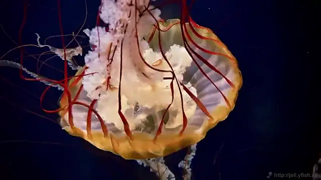 streamy test15 online show from 02-05-26, 09:36