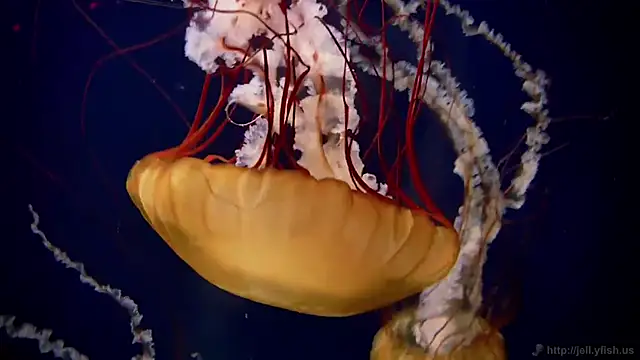 streamy test15 online show from 03-09-26, 09:02