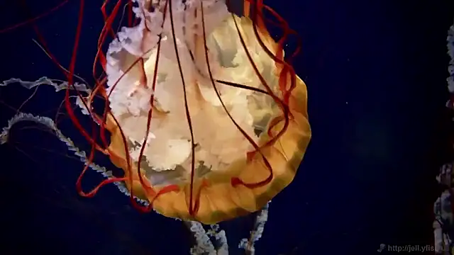 streamy test15 online show from 03-16-26, 10:08