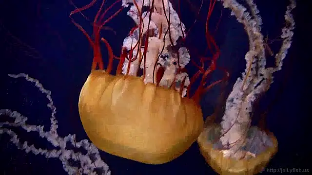 streamy test15 online show from 03-31-26, 07:42