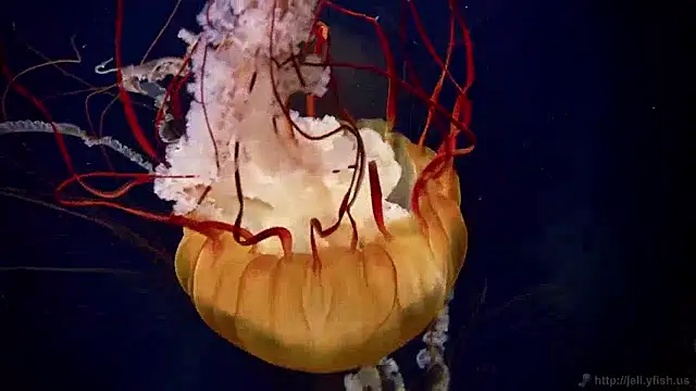 streamy test15 online show from 04-09-26, 10:42