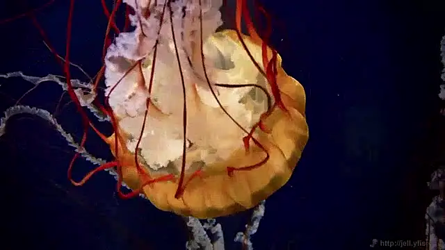 streamy test15 online show from 04-20-26, 11:24