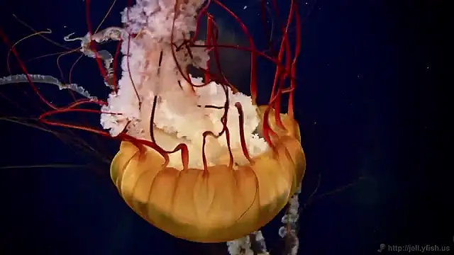 streamy test15 online show from 04-23-26, 03:58