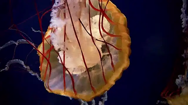 streamy test15 online show from 04-28-26, 10:20